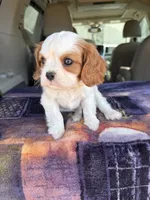 AKC Yellow Collar, a male Cavalier King Charles Spaniel for sale in Cushing, TX – 3 of 9