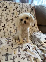 AKC Bebe, a female Maltese for sale in Cushing, TX – 6 of 7