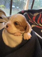 AKC Boy 1, a male Cavalier King Charles Spaniel for sale in Weatherford, TX – 3 of 6