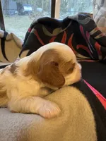 AKC Boy 2, a male Cavalier King Charles Spaniel for sale in Weatherford, TX – 4 of 6