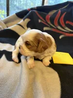 AKC Boy 1, a male Cavalier King Charles Spaniel for sale in Weatherford, TX – 5 of 6
