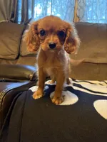 AKC Ruby Girl, a female Cavalier King Charles Spaniel for sale in Weatherford, TX – 4 of 4
