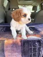 AKC Yellow Collar, a male Cavalier King Charles Spaniel for sale in Cushing, TX – 2 of 9