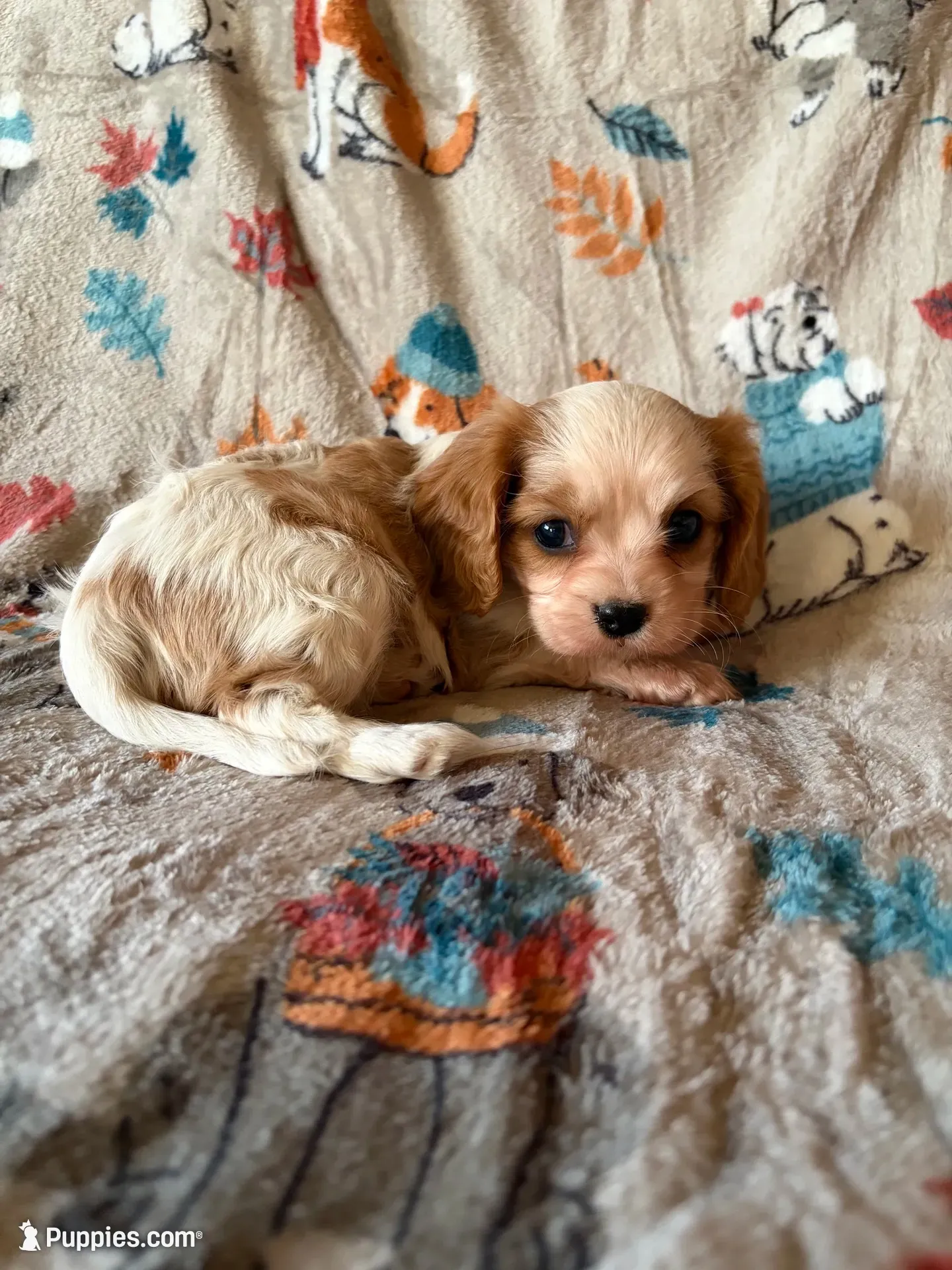 AKC Blenheim Girl, a female Cavalier King Charles Spaniel for sale in Cushing, TX – 1 of 4