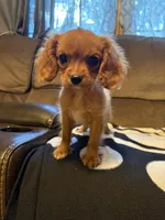 AKC Ruby Girl, a female Cavalier King Charles Spaniel for sale in Weatherford, TX – 3 of 4