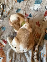 AKC Blenheim Green Collar, a male Cavalier King Charles Spaniel for sale in Cushing, TX – 5 of 5