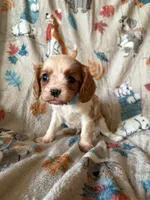 AKC Blenheim Blue Collar, a male Cavalier King Charles Spaniel for sale in Cushing, TX – 2 of 5