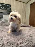 AKC Caitlyn, a female Maltese for sale in Cushing, TX – 3 of 4