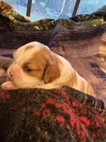 AKC Girl, a female Cavalier King Charles Spaniel for sale in Weatherford, TX – 5 of 6