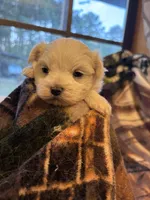 AKC Boy, a male Maltese for sale in Weatherford, TX – 2 of 6