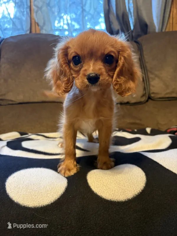 AKC Ruby Girl – Cavalier King Charles Spaniel puppy for sale in Weatherford, TX
