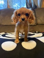 AKC Ruby Girl, a female Cavalier King Charles Spaniel for sale in Weatherford, TX – 1 of 4