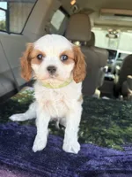 AKC Green Collar, a male Cavalier King Charles Spaniel for sale in Cushing, TX – 2 of 9