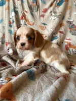 AKC Blenheim Blue Collar, a male Cavalier King Charles Spaniel for sale in Cushing, TX – 4 of 5