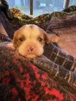 AKC Girl, a female Cavalier King Charles Spaniel for sale in Weatherford, TX – 2 of 6