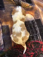 AKC Girl, a female Cavalier King Charles Spaniel for sale in Weatherford, TX – 4 of 6