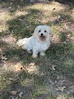 AKC Caitlyn, a female Maltese for sale in Cushing, TX – 4 of 4