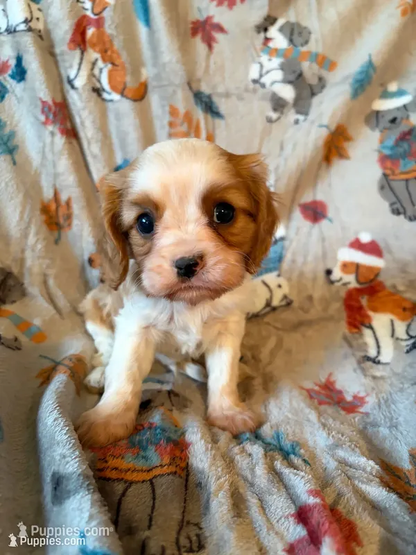 AKC Blenheim Green Collar – Cavalier King Charles Spaniel puppy for sale in Cushing, TX