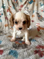 AKC Blenheim Girl, a female Cavalier King Charles Spaniel for sale in Cushing, TX – 2 of 4