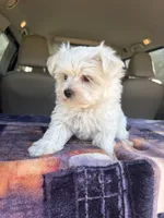 AKC Snow Ball, a male Maltese for sale in Cushing, TX – 5 of 10