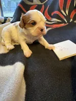 AKC Boy 3, a male Cavalier King Charles Spaniel for sale in Weatherford, TX – 6 of 6