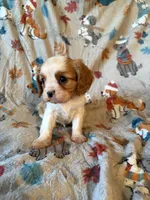 AKC Blenheim Green Collar, a male Cavalier King Charles Spaniel for sale in Cushing, TX – 3 of 5