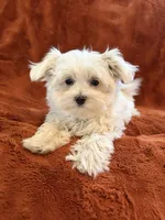 AKC Snow Ball, a male Maltese for sale in Cushing, TX – 2 of 10