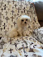 AKC Bebe, a female Maltese for sale in Cushing, TX – 4 of 7