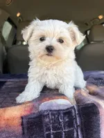 AKC Snow Ball, a male Maltese for sale in Cushing, TX – 6 of 10