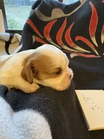 AKC Boy 3, a male Cavalier King Charles Spaniel for sale in Weatherford, TX – 5 of 6