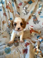 AKC Blenheim Green Collar, a male Cavalier King Charles Spaniel for sale in Cushing, TX – 4 of 5