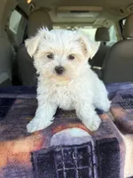 AKC Snow Ball, a male Maltese for sale in Cushing, TX – 7 of 10