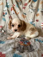 AKC Blenheim Girl, a female Cavalier King Charles Spaniel for sale in Cushing, TX – 4 of 4