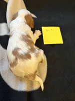AKC Boy 1, a male Cavalier King Charles Spaniel for sale in Weatherford, TX – 6 of 6