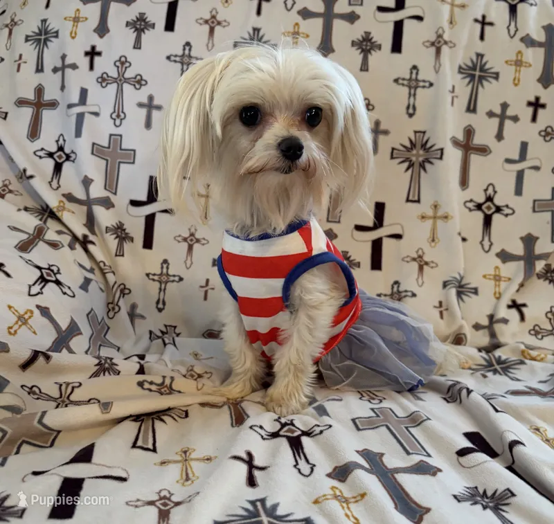 AKC Bebe, a female Maltese for sale in Cushing, TX – 1 of 7