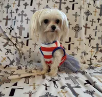 AKC Bebe, a female Maltese for sale in Cushing, TX – 1 of 7