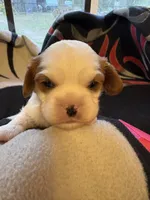 AKC Boy 2, a male Cavalier King Charles Spaniel for sale in Weatherford, TX – 2 of 6
