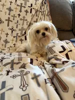 AKC Bebe, a female Maltese for sale in Cushing, TX – 3 of 7
