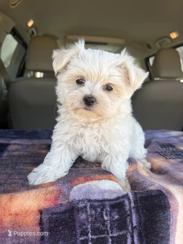 AKC Boy – Maltese puppy for sale in Cushing, TX