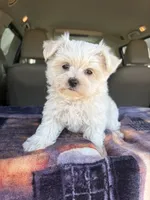 AKC Snow Ball, a male Maltese for sale in Cushing, TX – 4 of 10