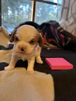 AKC Boy 2, a male Cavalier King Charles Spaniel for sale in Weatherford, TX – 5 of 6