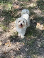 AKC Caitlyn, a female Maltese for sale in Cushing, TX – 2 of 4