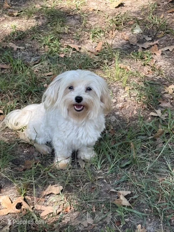 AKC Caitlyn – Maltese puppy for sale in Cushing, TX