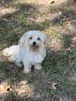 AKC Caitlyn, a female Maltese for sale in Cushing, TX – 1 of 4