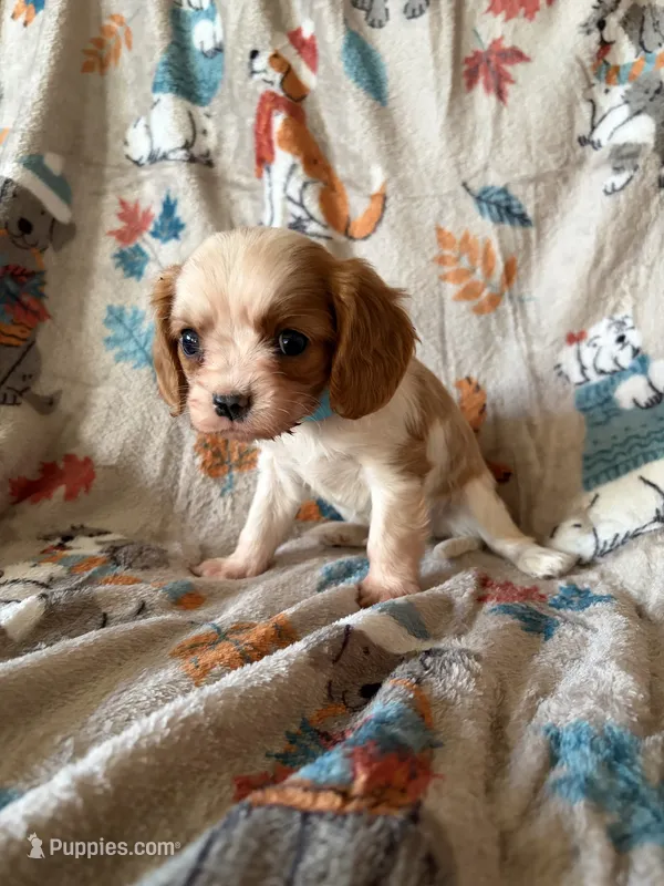 AKC Blenheim Blue Collar – Cavalier King Charles Spaniel puppy for sale in Cushing, TX