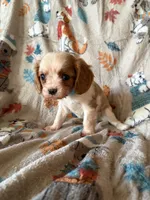 AKC Blenheim Blue Collar, a male Cavalier King Charles Spaniel for sale in Cushing, TX – 1 of 5