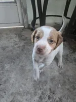 "Maple" , a female Brittany for sale in Stuart, FL – Photo 1 of 7