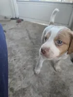 "Maple" , a female Brittany for sale in Stuart, FL – Photo 5 of 7