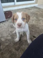 "Maple" , a female Brittany for sale in Stuart, FL – Photo 2 of 7