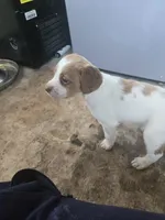 "Maple" , a female Brittany for sale in Stuart, FL – Photo 4 of 7